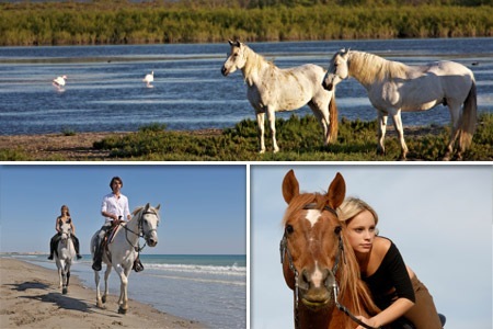 Camargue à cheval